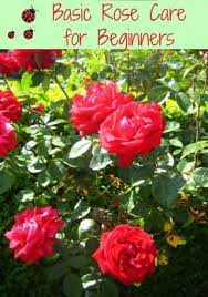Pin On Flowers