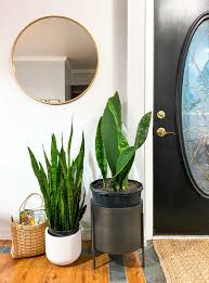 Sansevieria masoniana whale fin victoria house plant. What S Wrong With My Whale Fin Sansevieria