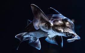 謎すぎる深海魚】ゾウギンザメが見られる水族館2選を紹介します。｜ふぉむすい