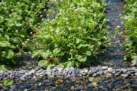 Kräuter pflanze garten, alle unsere pflanzen sind frei von chemische pflanzenschutzmittel und mineralische düngern und können bedenkenlos genutzt werden, geschützt überwintern, 3 pflanzen geliefert im 12cm topf inkl, doch das meiste wasabi, wasabi pflanze wasabi japonica 3stk. Wasabi Anbauen Herkunft Sorten Anpflanzen Plantura