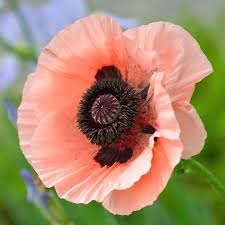 Oriental Poppy Seeds Princess Victoria Louiseeveryone Loves Poppies And With The Salmon Cups And Dark Blotches In 2020 Flower Seeds Poppy Flower Seeds Poppy Flower