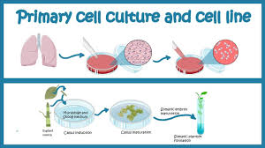 Now that we have looked at the basic structures and functions of the organelles in a cell, you would have noticed that there are key differences between plant and animal cells. Primary Cell Culture And Cell Line Cell Culture Basics Youtube