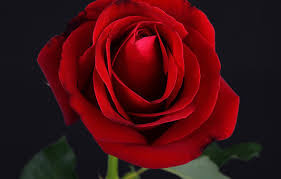 Browse 34,512 flowers black background stock photos and images available, or search for white flowers black background or dried flowers black background to find more great stock photos and pictures. Wallpaper Rose Red Rose Black Flower Images For Desktop Section Cvety Download