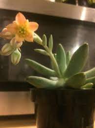 Echeveria 'dark moon' us pp28,685 is a patented succulent developed by altman plants. Bloom From My Pachyphytum Moon Silver Succulents