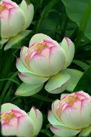 Where to buy lotus flowers chicago. Pin By Daiya On Flowers Lotus Flower Pictures Unusual Flowers Macro Photography Flowers