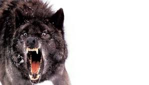 Wallpapers in ultra hd 4k 3840x2160, 1920x1080 high definition resolutions. 51 Wolf Wallpaper In Hd 4k For Iphone 5 6 7 And Android Wolf Hd 1177x675 Download Hd Wallpaper Wallpapertip