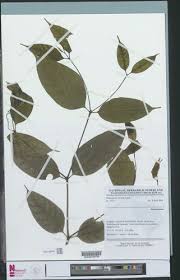 Image result for Malouetia bequaertiana