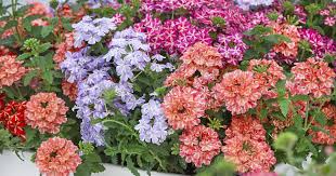 Pflegeleichte Dauerbluher Fur Terrasse Und Balkon Pflanzen Bepflanzung Pflanzideen