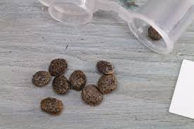 Image result for Adenia