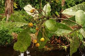 Image result for Eriocoelum lawtonii