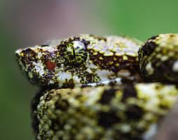 Image result for Brachystegia stipulata