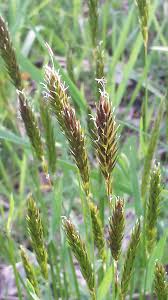 Image result for Anthoxanthum