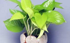 Every organization has a money tree. 12 Benefits Of Money Plant