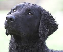 The pup on the left is a liver color and. Canine Hair Curl Genetic Test Animal Genetics Uk