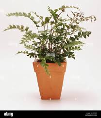 Image result for Didymochlaena