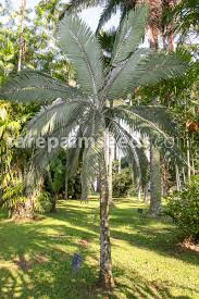 Image result for Dicoma galpinii