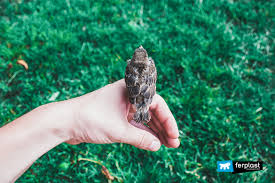 How do you rescue a baby bird? How To Help A Baby Bird That Fell Of The Nest What To Do