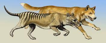 Dingoes Didn T Run Tasmanian Tigers Out Of Australia Thylacine Tasmanian Tiger Prehistoric Animals