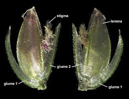 Image result for Cynodon