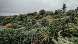 Ideally, the dune should be 80 percent covered in vegetation. After Initial Goal Of 200 2000 Christmas Trees Are Donated To Help Sand Dunes In New Jersey Abc News