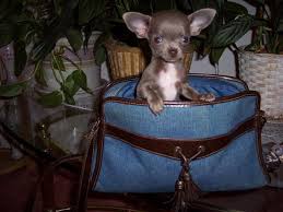 Below you will find michigan breeders, michigan rescues, michigan shelters and michigan humane society organizations that will help you find the perfect teacup chihuahua puppy or dog for your family. Teacup Chihuahua Puppies For Sale Akc Blue Chihuahua Breeder