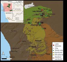 Image result for Stemodiopsis buchananii