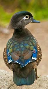 Bird On A Wire Movie Review Beautiful Birds Lovebirds Birds Rings Abstract Birds Angry Birds Bird Kite Bird Aesthetic Birds Beaks Animals Beautiful Pet Birds Beautiful Birds