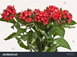 Image result for Bouvardia longiflora
