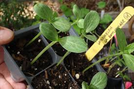 Plant each seed one inch deep in the hill. How To Grow Watermelon The Ultimate Guide To Summer S Bounty Epic Gardening