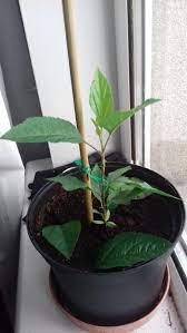 Sappling Pink Lady Apple Tree Grown From Seeds Gardening Garden Diy Home Flowers Roses Nature Landscaping Horticul Pink Lady Apples Apple Tree Seeds