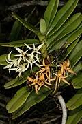 Image result for Cyrtorchis neglecta