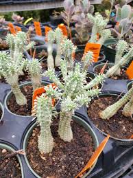 Image result for Euphorbia corniculata