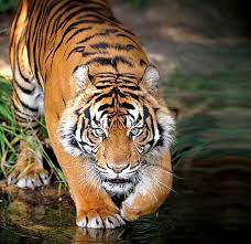 Prime Time Tigers Tiger Face Tiger Bengali Tiger
