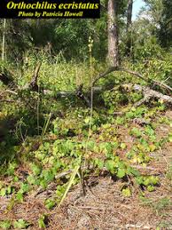 Image result for Orthochilus