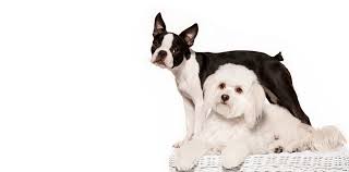 Most amateur and student photographers charge much less, often charging as little as $250 to $500 per session. Pet Photography Services In Las Vegas Pet Expressions Photography
