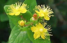 Hypericum X Inodorum Excellent Flair Johanniskraut Pflanzen Pflanzenreich Botanik