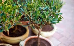 The best olive trees are those that look like a martini glass. Growing Olive Tree In A Pot How To Grow An Olive Tree In A Container