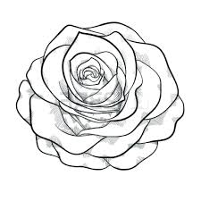 Press the tip down for a while on paper until the ink flows to the tip. Rose Outline Rose Drawing Outlines Outline Kid Marvellous Roses And Jpg Clipartix