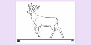 It is difficult to confuse her with a roe deer or a doe, both of which are much smaller. White Tailed Deer Colouring Sheet Colouring Sheets