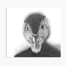 Learn to draw this duck with the use of simple shapes. Duckling Baby Duck Digital Pencil Drawing Realistic Duck Drawing Realism Metal Print By Csbrownpyro Redbubble