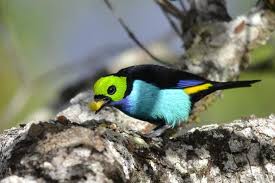 Paradise Tanager Tangara Chilensis Tanagers Are Small To Medium Sized Birds The Shortest Bodied Species The White Eared Coneb Bird Paradise Beautiful Birds