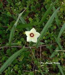 Image result for Xenostegia alatipes