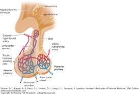 Anterior Pituitary Physiology Of Pituitary Hormones