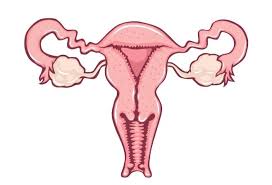 The vagina, as shown in the pictures above, joins the internal and external female reproductive organs and structures; Female Reproductive System Bioninja