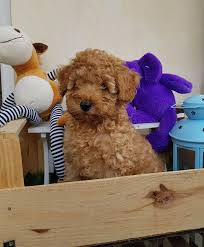 Toy Poodle Bebeklerimiz In 2020 Toy Poodle Poodle Cute Dogs And Puppies