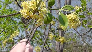 Image result for Ptaeroxylon obliquum