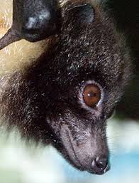 Image result for Droogmansia pteropus