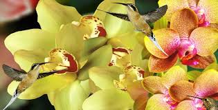 79 e) monnaie peso colombien. 7 Interesting Facts About Colombian Orchids Colombia Country Brand