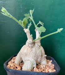 Image result for Kedrostis nana