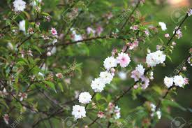 Interested in growing ornamental cherries? Dwarf Flowering Cherry Dwarf Flowering Almond Beautiful White With Pink Flowers Blooming In The Garden In Spring Stock Photo Picture And Royalty Free Image Image 54979889